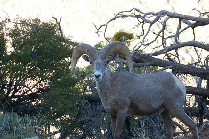 3 Hour Back-Road Safari to Grand Canyon With Entrance Gate By-Pass at 9:30 Am - Personalized Small-Group Experience