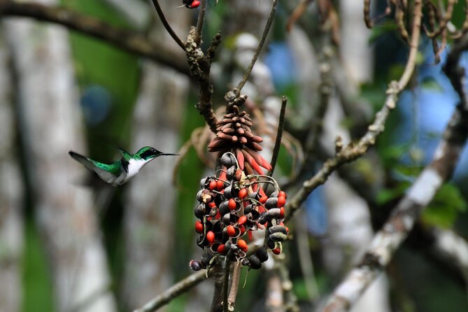 3-hour Belize Birdwatching Guided Tour - Tour Overview