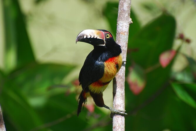3-hour Belize Birdwatching Guided Tour - Whats Included