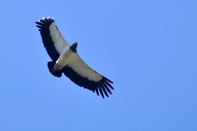 3-hour Belize Birdwatching Guided Tour - Birdwatching Experience