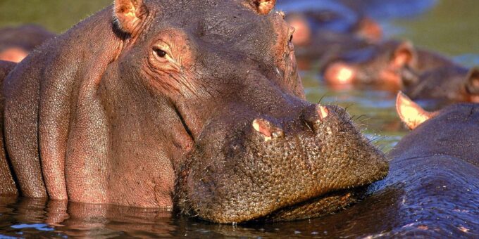 3 Hour Blue Canyon Private Reserve Game Drive - Game Drive Details