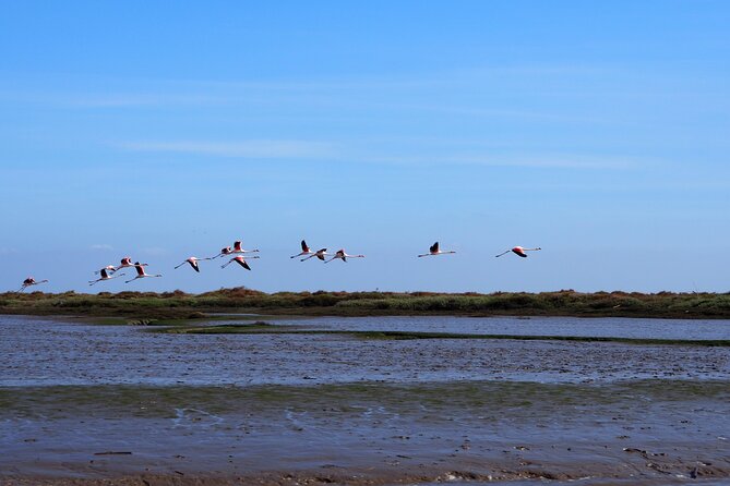 3-Hour Boat Trip and Birdwatching in the Tagus Estuary - Key Points