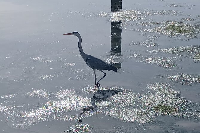 3-Hour Boat Trip and Birdwatching in the Tagus Estuary - Tour Overview