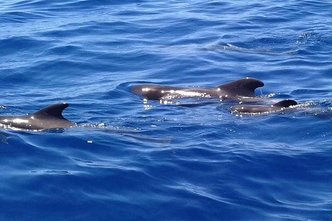 3-Hour Boat Trip From Costa Adeje in Tenerife - Overview of the Boat Trip