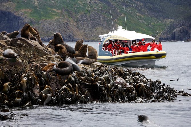 3-Hour Bruny Island Cruise From Adventure Bay, Bruny Island - Custom-Built Eco-Cruiser Design