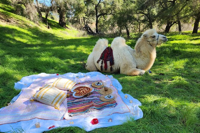 3 Hour Camel Trek Into the Forest and Ranch in California - Exploring the Reptacular Ranch