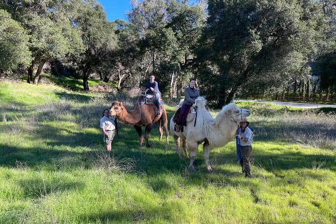 3 Hour Camel Trek Into the Forest and Ranch in California - Enjoying the Lunch Provided