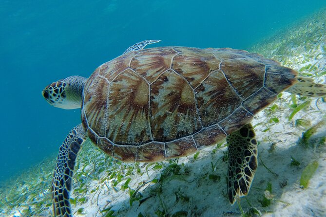 3 Hour Costa Maya Snorkeling Excursion - La Leyenda ECO-TOURS - Guest Experiences and Highlights