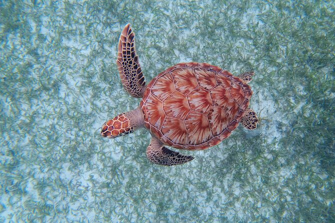 3 Hour Costa Maya Snorkeling Excursion - La Leyenda ECO-TOURS - Booking and Cancellation Policy