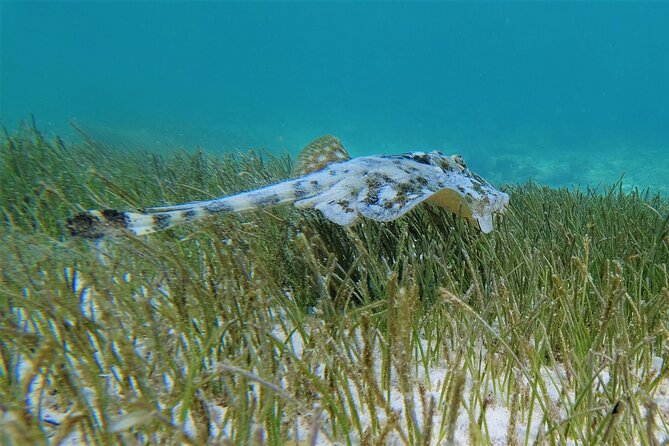 3 Hour Costa Maya Snorkeling Excursion - La Leyenda ECO-TOURS - Frequently Asked Questions
