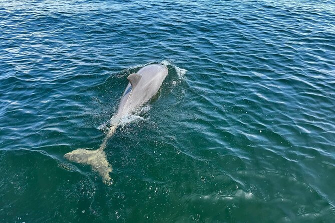3 Hour Cruise, Snorkel, Swim/Float Sandbar - Tandem Tiki Option - What to Expect on the Cruise