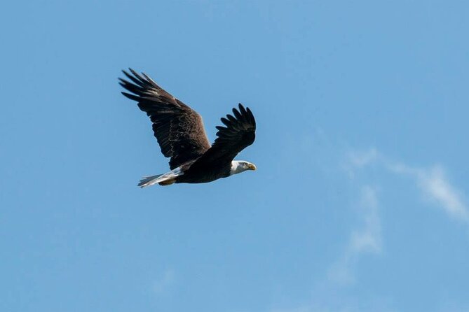 3 Hour Crystal River Wildlife Safari Boat Cruise - Captivating Scenery and Landscapes