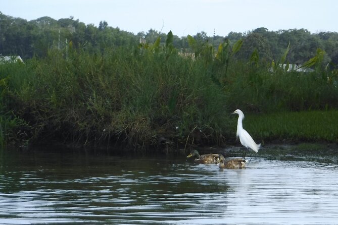 3 Hour Crystal River Wildlife Safari Boat Cruise - Knowledgeable and Courteous Guides