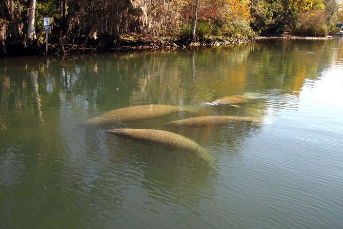 3 Hour Crystal River Wildlife Safari Boat Cruise - Renting Binoculars for a Closer Look