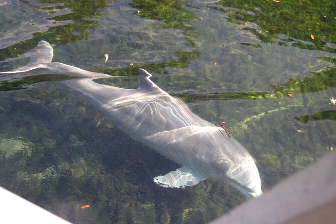 3 Hour Crystal River Wildlife Safari Boat Cruise - Convenient Booking and Cancellation Policy