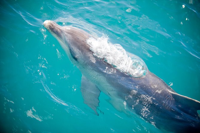 3-Hour Dolphin and Seal Sightseeing Cruise, Operated With Swim Tour Passengers - Capacity and Policies
