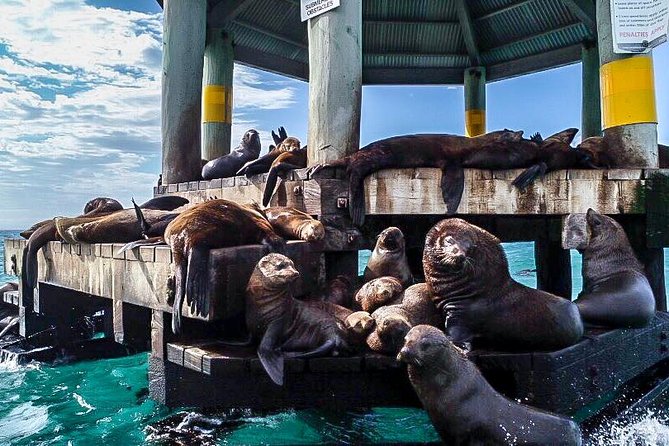 3-Hour Dolphin and Seal Sightseeing Cruise, Operated With Swim Tour Passengers - Weather Considerations