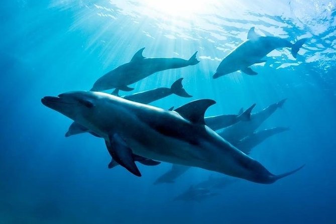3 Hour Dolphin and Seal Swim (Nov-Apr) - Meeting and End Point