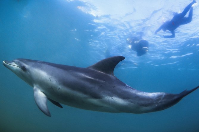 3 Hour Dolphin and Seal Swim (Nov-Apr) - Safety and Precautions