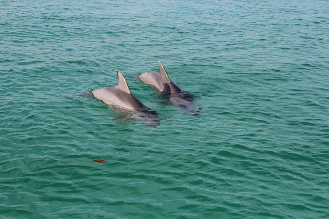 3 Hour Dolphin Tour and Snorkeling in Shell Island - Confirmation and Accessibility