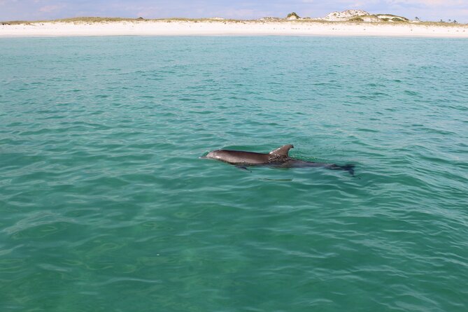 3 Hour Dolphin Tour and Snorkeling in Shell Island - Cancellation Policy