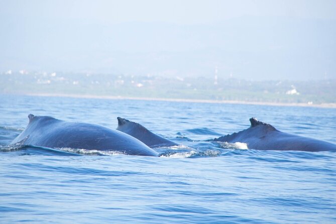 3-Hour Dolphin Watching Experience in Puerto Escondido - Key Points