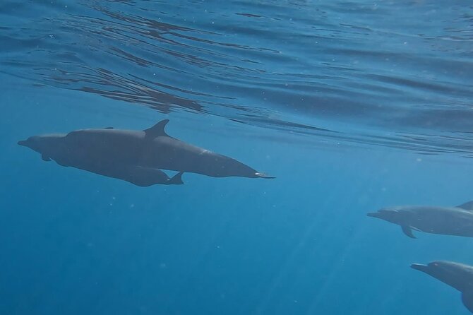 3-Hour Dolphin Watching Experience in Puerto Escondido - Recommended Attire