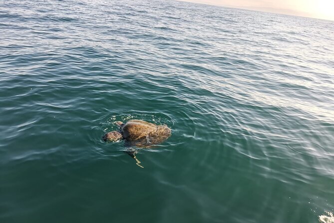 3-Hour Dolphin Watching Experience in Puerto Escondido - Health and Safety Considerations