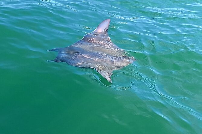 3-Hour Dolphin Watching Experience in Puerto Escondido - Booking and Reservation