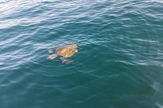 3-Hour Dolphin Watching Experience in Puerto Escondido - Frequently Asked Questions
