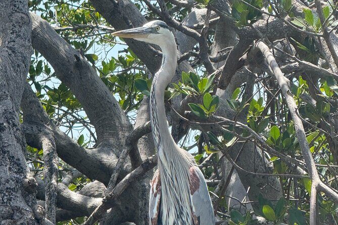 3 hour E.G. Simmons Park Mangrove Tunnel Tour - Detailed Review of the 3-Hour E.G. Simmons Park Mangrove Tunnel Tour