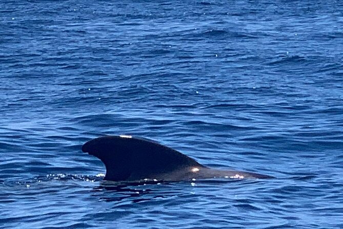 3-Hour Excursion to Puerto Colón Adeje to See Whales - Knowledgeable Tour Guides and Crew