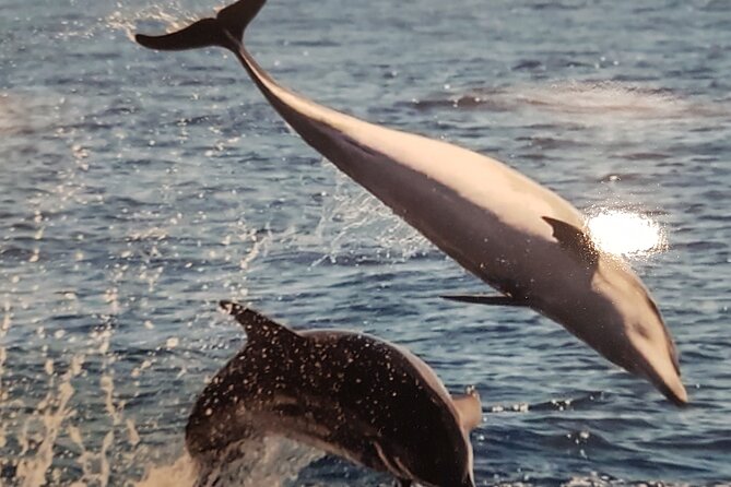 3-Hour Excursion to Puerto Colón Adeje to See Whales - Flexible Booking and Cancellation Policies