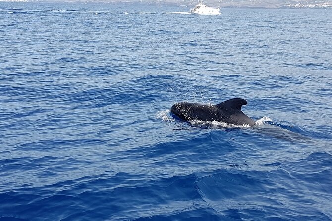 3-Hour Excursion to Puerto Colón Adeje to See Whales - Glowing Traveler Reviews and Recommendations