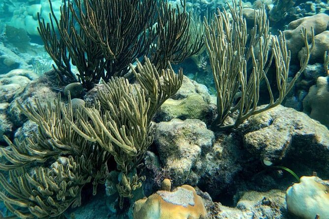 3-Hour Guided Jet Ski Snorkeling Tour on San Pedro Barrier Reef - Meeting and Pickup Details