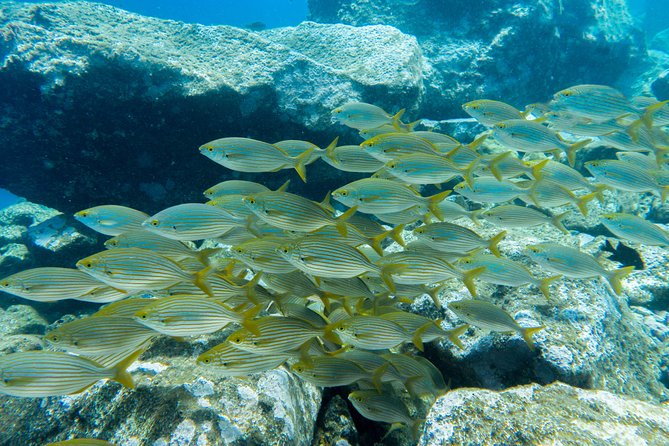 3-Hour Guided PADI Scuba Diving Experience in Tenerife - Requirements and Limitations