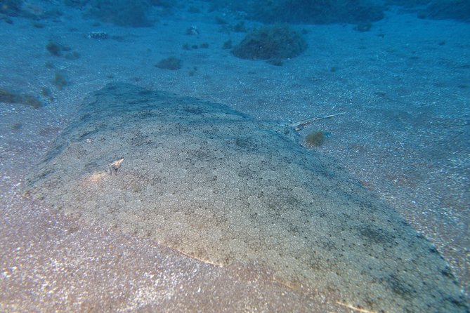 3-Hour Guided PADI Scuba Diving Experience in Tenerife - Diving Theory and Water Practice