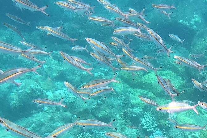 3 Hour Guided Scuba Diving in Trincomalee - Inclusions and Exclusions