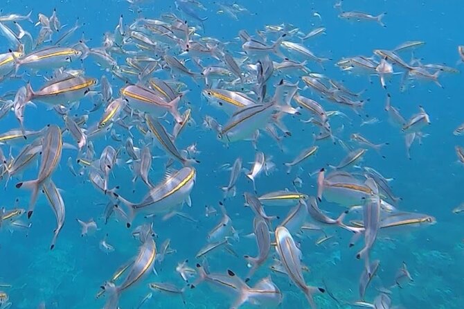 3 Hour Guided Scuba Diving in Trincomalee - Meeting Details and Schedule