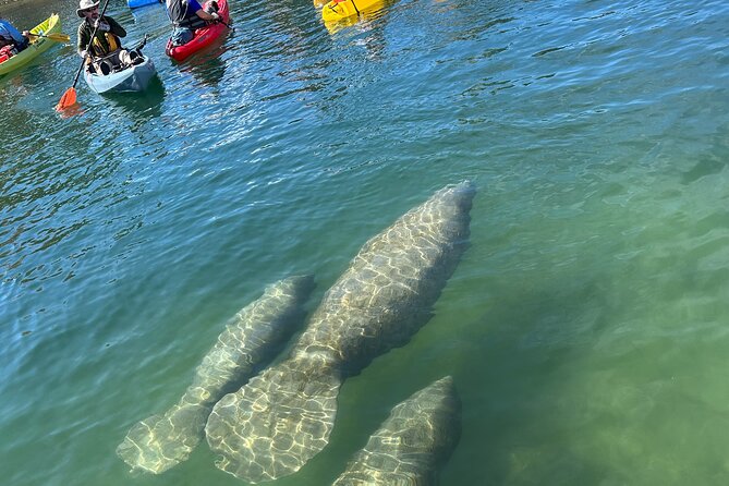 3 Hour Guided Single Kayak Adventure - Cancellation and Booking Policies
