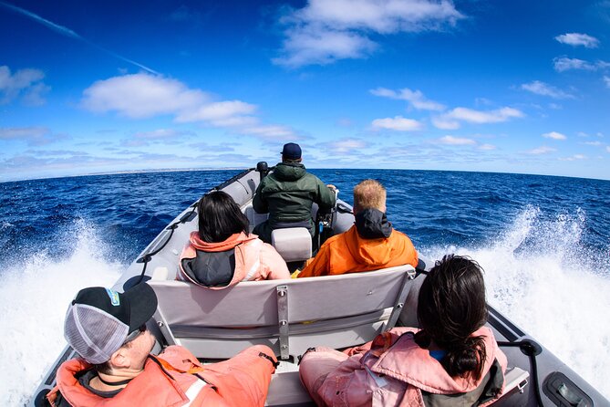 3-Hour Guided Whale and Dolphin Watching Experience in San Diego - Meeting Point and Directions