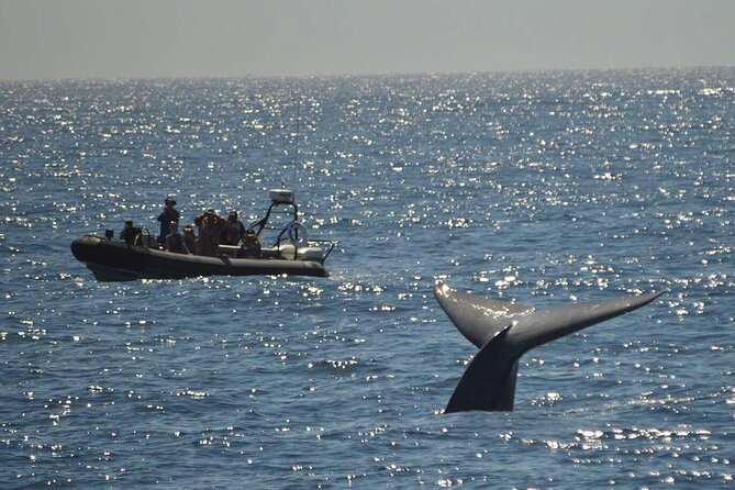 3-Hour Guided Whale and Dolphin Watching Experience in San Diego - Booking and Pricing Details