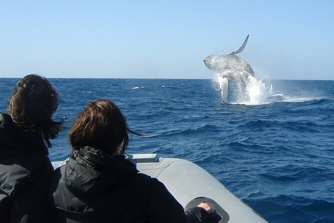 3-Hour Guided Whale and Dolphin Watching Experience in San Diego - Traveler Feedback and Ratings