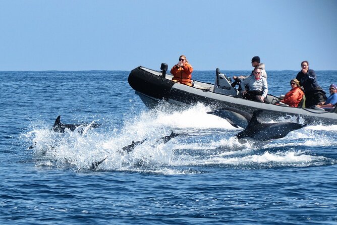 3-Hour Guided Whale and Dolphin Watching Experience in San Diego - Tour Guide Expertise