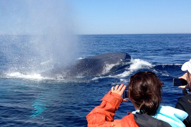 3-Hour Guided Whale and Dolphin Watching Experience in San Diego - Activity Duration and Schedule