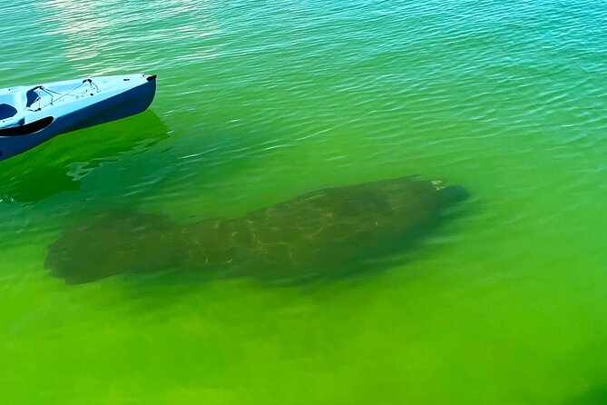 3 Hour Hobie Kayak Adventure In Bonita Springs - Transportation and Accessibility