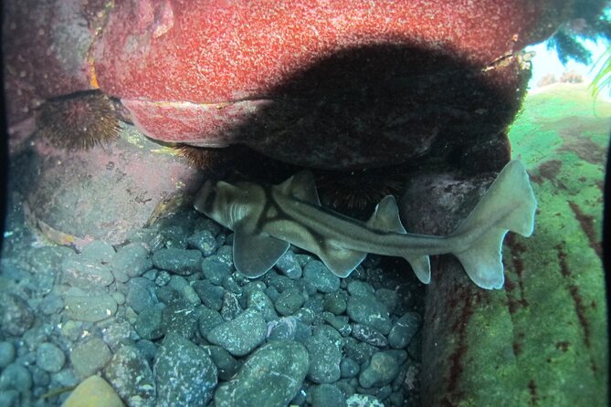 3-Hour Kayak and Snorkeling Experience in Batemans Bay - Group Size