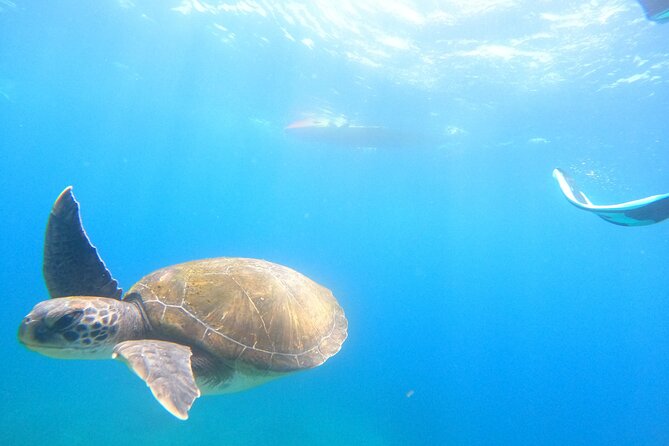3 Hour Kayak and Snorkeling Experience in Tenerife - Customer Feedback