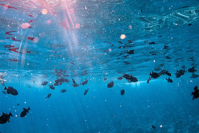 3-Hour Koa Kai Molokini Adventure Snorkel - Health and Safety Guidelines