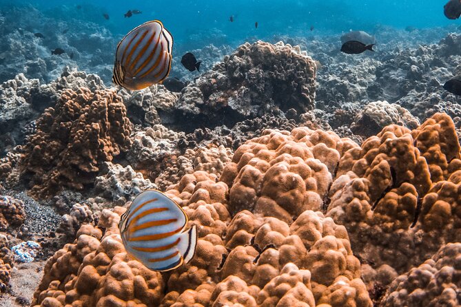 3-Hour Koa Kai Molokini Adventure Snorkel - What to Expect